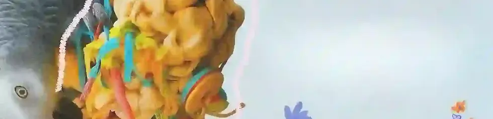 bird toys background