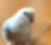 lovebird pose
