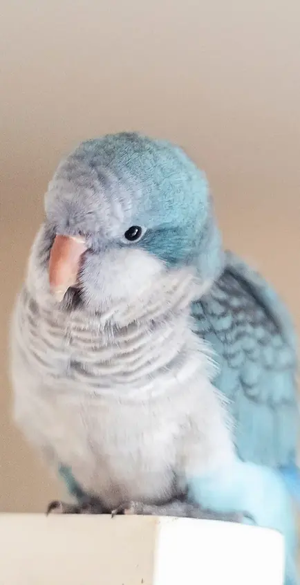 Adorable blue parrot perched, featuring ProMix 37 Premium Small Parro... against soft background.