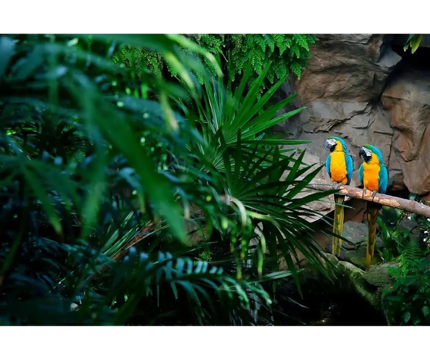 Two colorful parrots perched on a branch in lush green jungle surroundings.