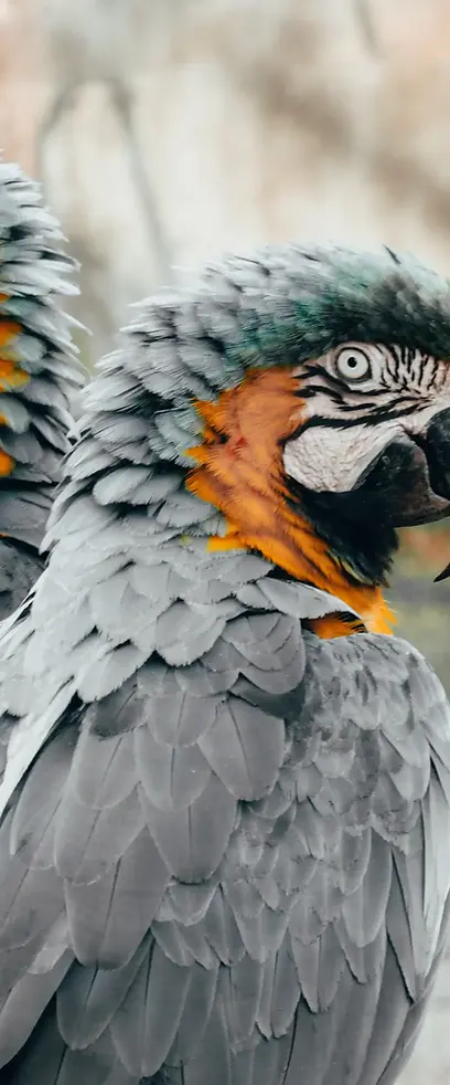 macaws posing for promix60