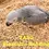 Thumbnail: African Grey Parrot, TASC Bioactive Bedding, Organic Bird Food, healthy organic food for birds.