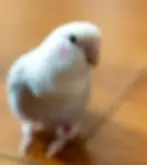 White parrot with pink cheeks, on a wooden floor, looking attentively.