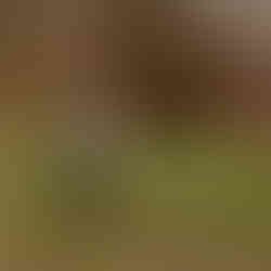 Schwangerschaftsshooting, Familienfotografie