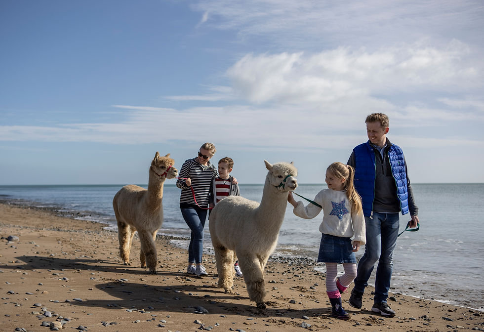 Cranfield Alpacas Experience, Newry Co_master.jpg