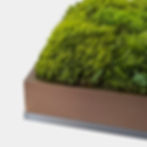 Close-up of preserved mood moss mounted on a bronze backlit aluminum frame