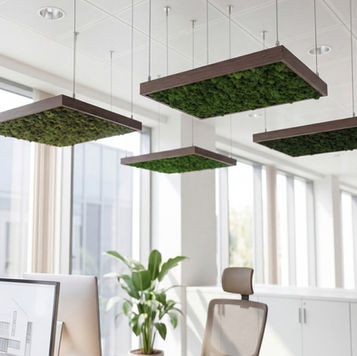 Suspended moss ceiling panels in a modern office, providing acoustic absorption and enhancing biophilic workspace design