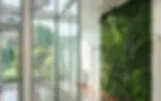 Floor-to-ceiling preserved green wall with lush mixed foliage in a modern interior space with large glass windows, enhancing natural light and biophilic design
