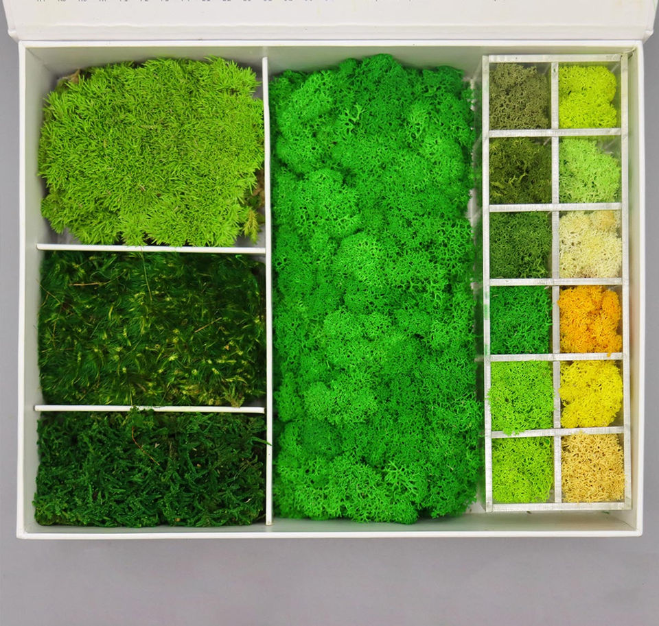 Top view of moss wall sample kit with reindeer, bun, mood, and sheet moss