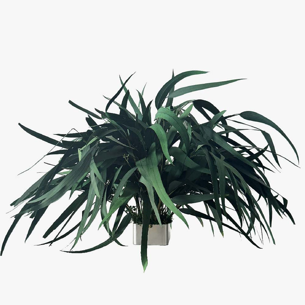 Preserved Willow Eucalyptus module with flowing foliage for custom interior planter systems.