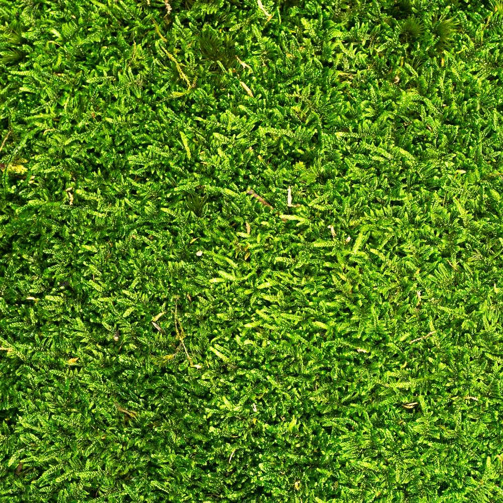Close-up surface texture of bright green sheet moss used in moss wall installations, showing fine natural details.