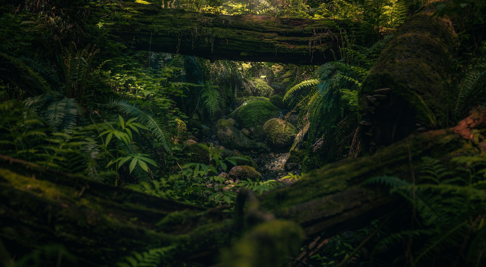 Sustainable Preserved Moss Solutions | Wildleaf Environmental Commitment