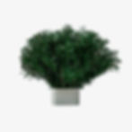 Preserved podocarpus bush green wall plant module with fine needle-like green foliage in a metal planter