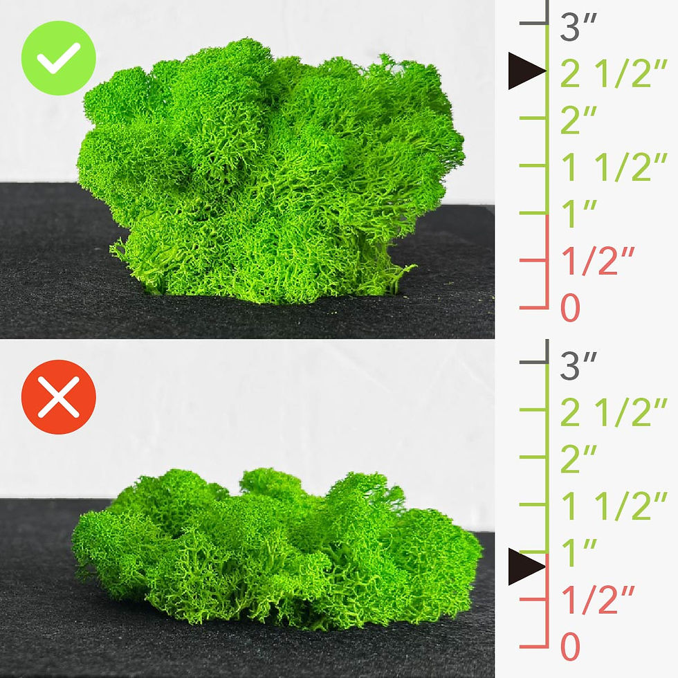 Reindeer moss quality comparison showing full volume and height versus compressed, low-profile material.