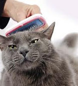 cat feeding2
