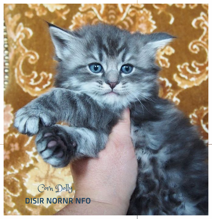 5 settimane - 5 weeks old