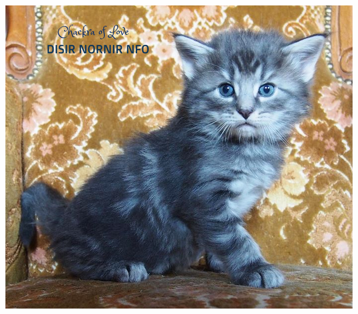 5 settimane- 5 weeks old
