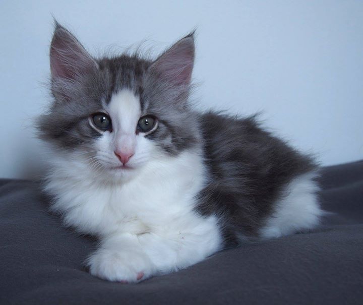 Carrie - Female- 7,3 weeks old