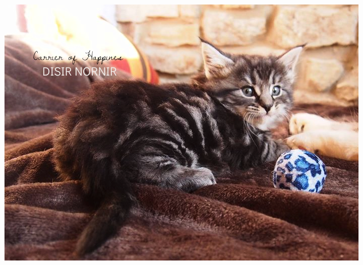 6 weeks old