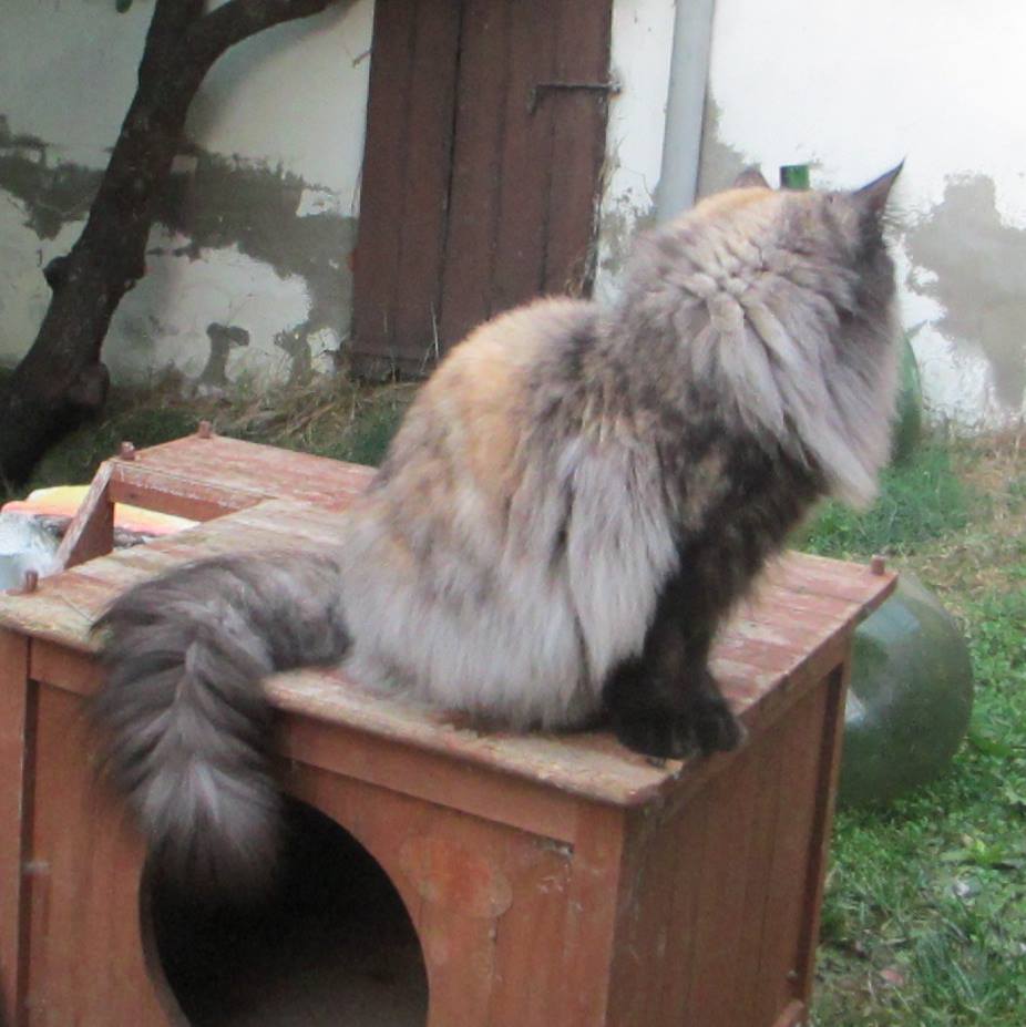 gatti norvegesi delle foreste