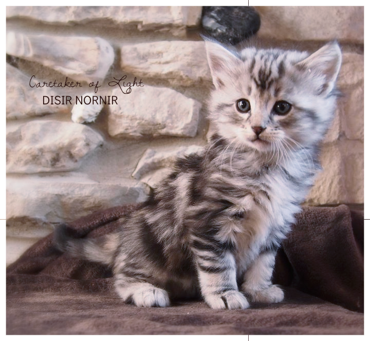 6 weeks old
