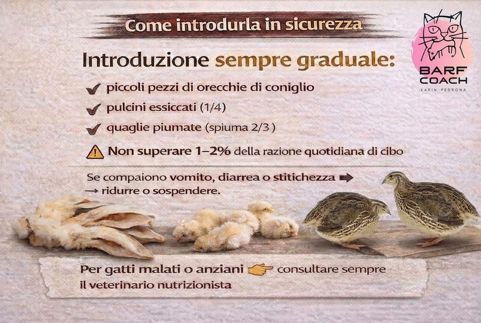 Infografica con linee guida per introdurre gradualmente la fibra animale nella dieta del gatto usando piccole quantità di orecchie di coniglio, pulcini essiccati e quaglie piumate.