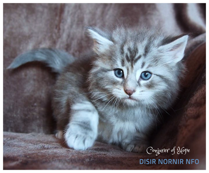 5 settimane - 5 weeks old