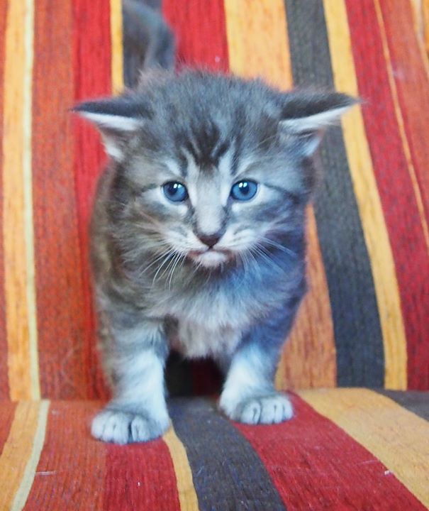 4 settiamane 4 weeks old