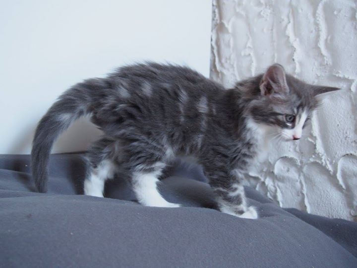 Mr Big 7 weeks old