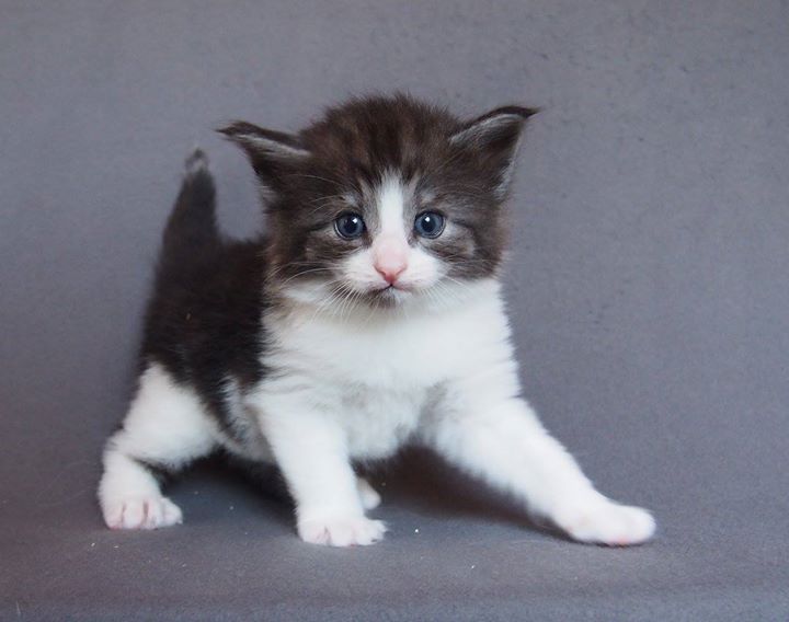 Cosmopolitan SATC -4 weeks old- Male- Black Smoke + White