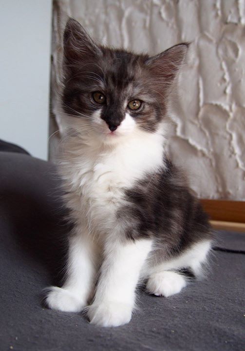 Candance - Female- 7,3 weeks old