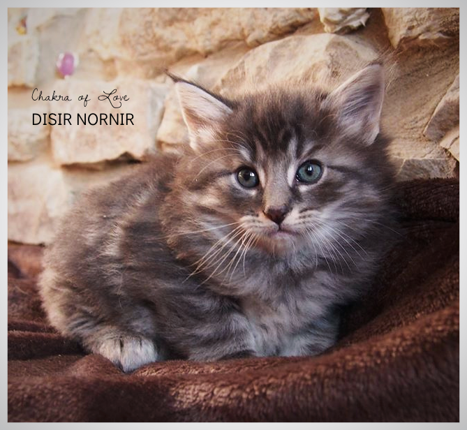 6 weeks old