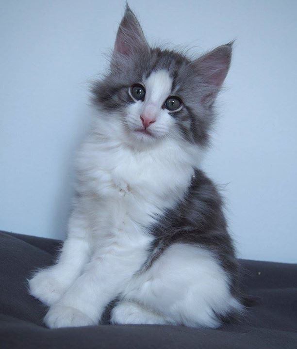 Carrie - Female- 7,3 weeks old