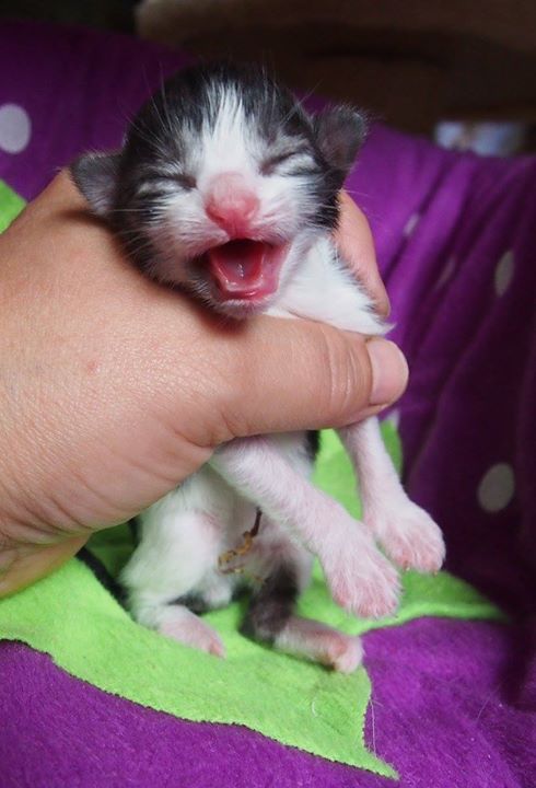1 day old