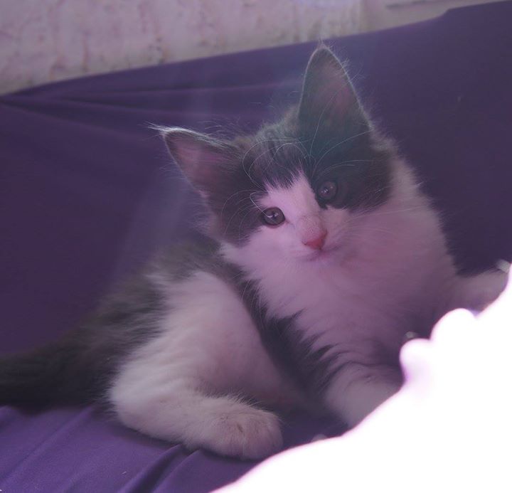 8,2 weeks old