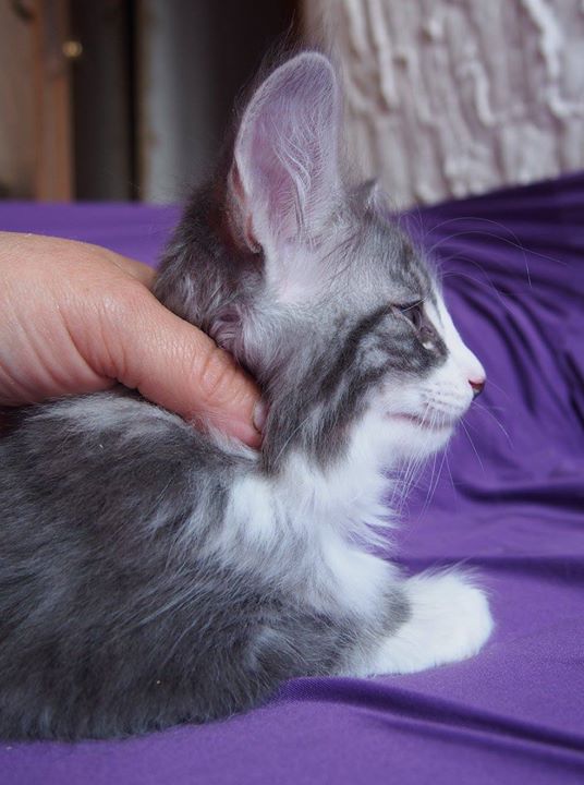 8,2 weeks old