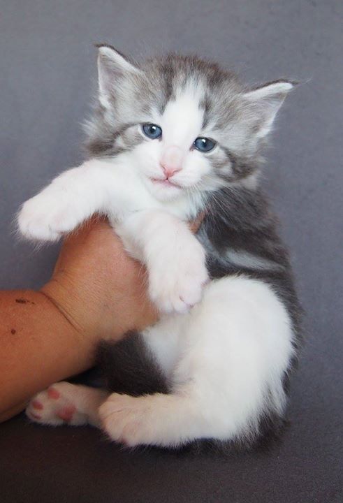 Carrie Bradshaw -4 weeks old- Female- Blue blotched ( silver_) + White