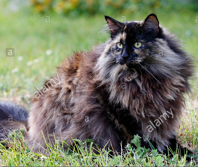 gatta norvegese delle foreste tortie