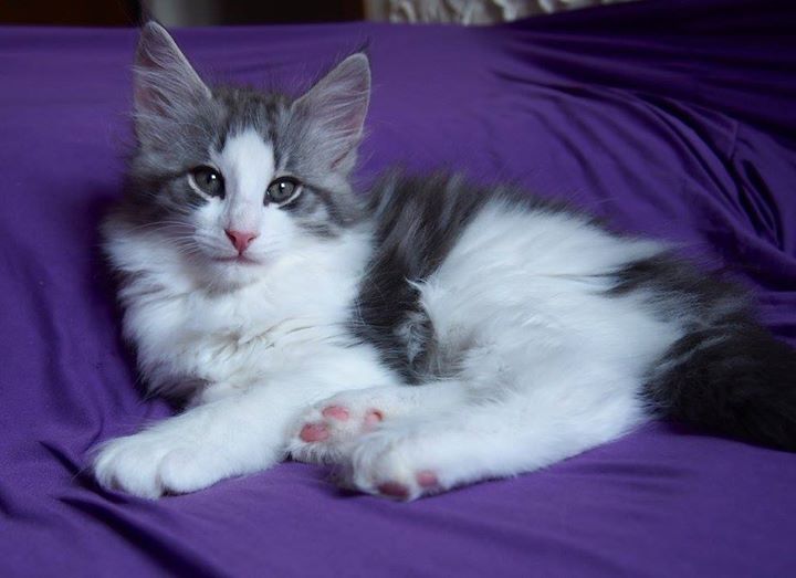 8,2 weeks old