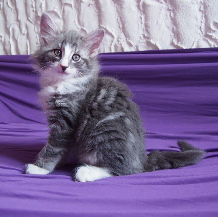 8,2 weeks old