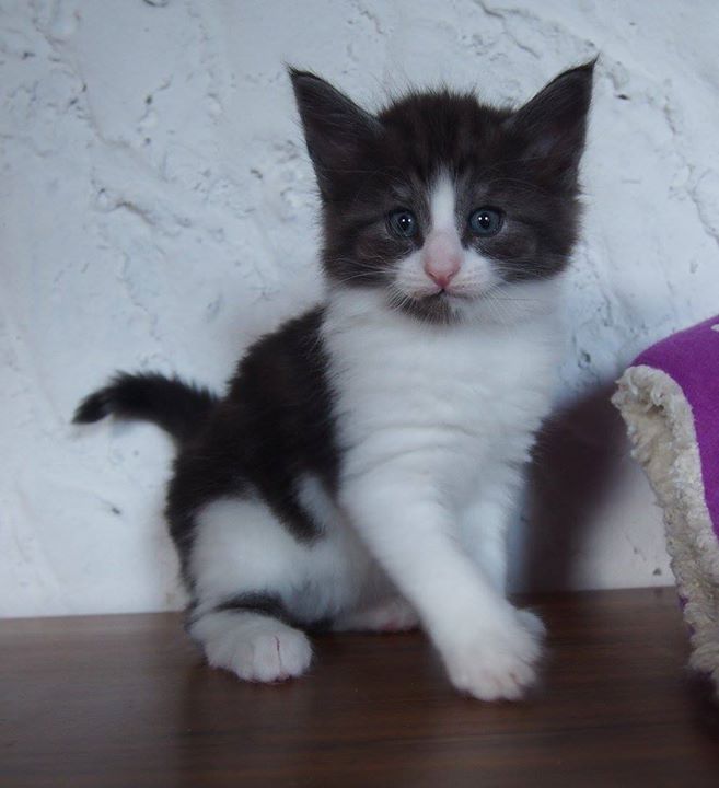 Cosmopolitan 5 weeks old