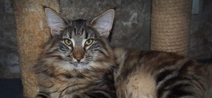Cuccioli Gatti Norvegesi Vendita