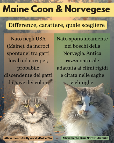 “Maine Coon e Norvegese delle Foreste a confronto, differenze di origine, miti, leggende, dove sono nati.