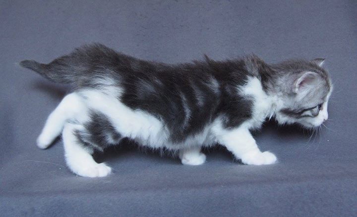Carrie Bradshaw -4 weeks old- Female- Blue blotched ( silver_) + White