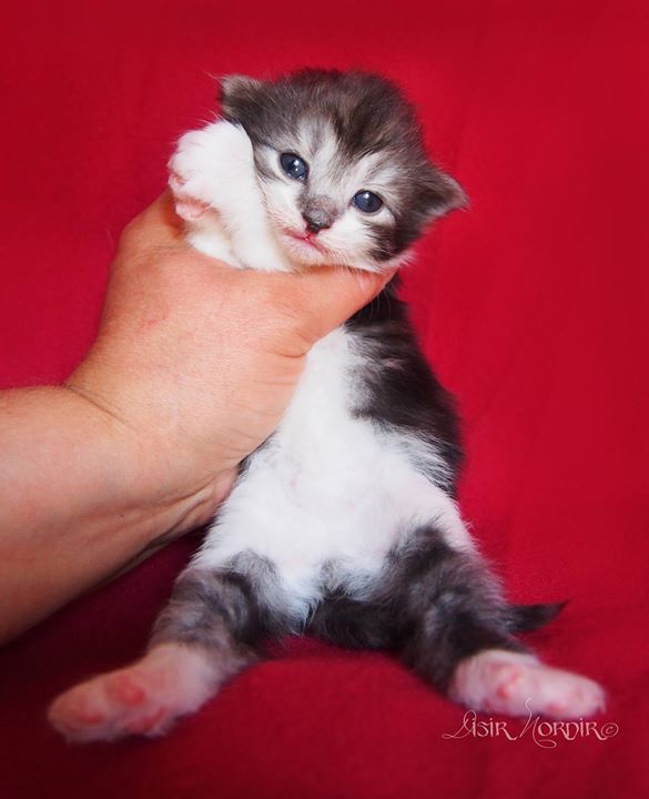 2+1 week old- Candace Bushnell- female black smoke + white