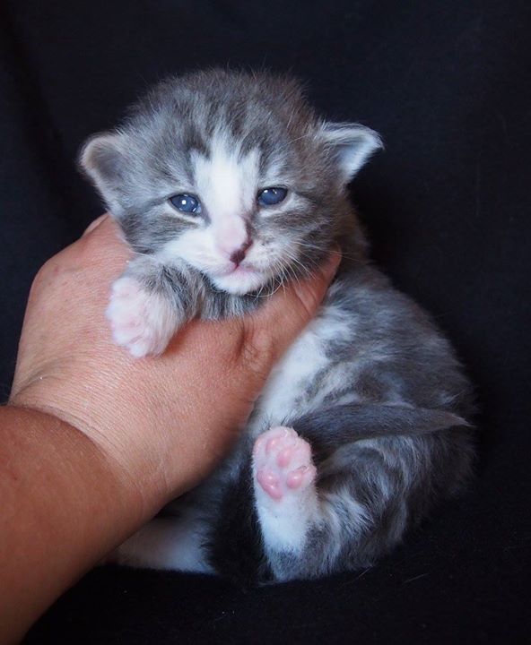 2+1 weeks old -Chris Mr