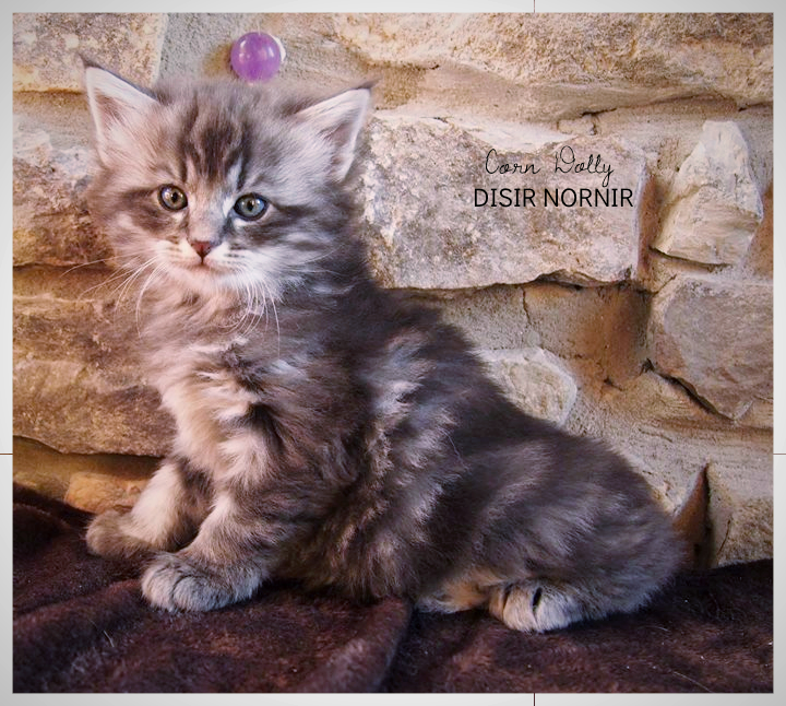 6 weeks old