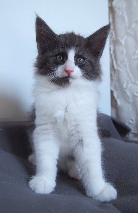Cosmopolitan SATC, male, 7+3 weeks old