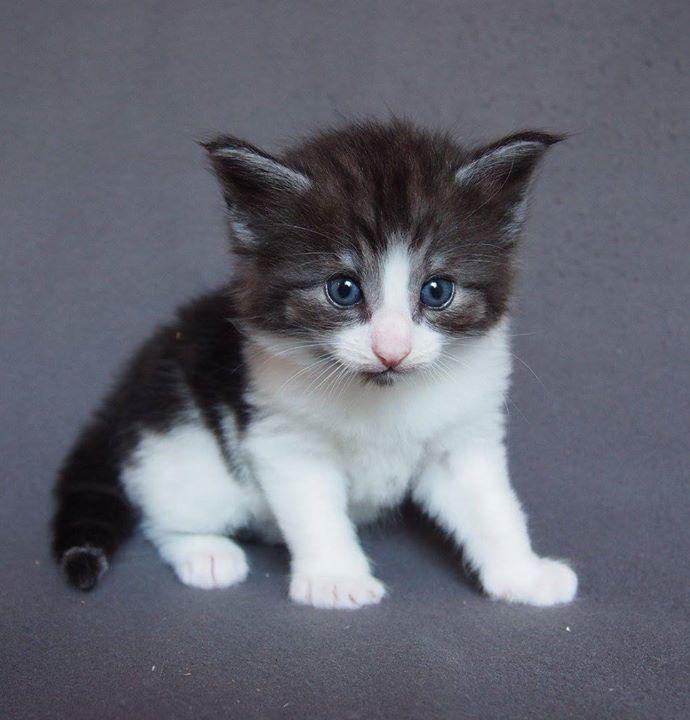Cosmopolitan SATC -4 weeks old- Male- Black Smoke + White