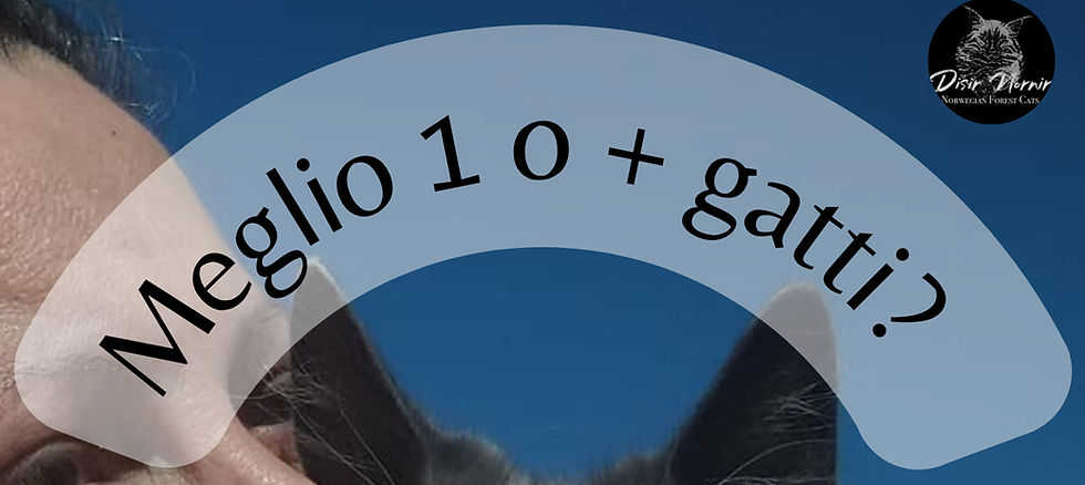 Domanda: Meglio uno o due gatti?